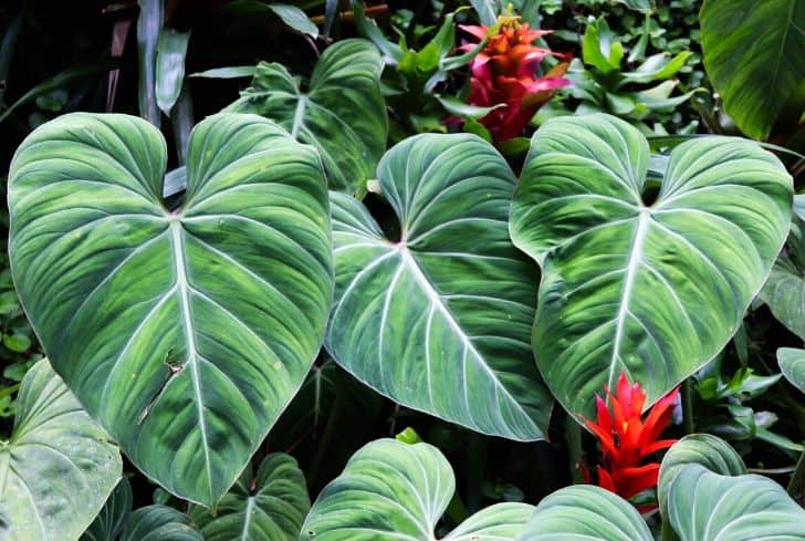 Elephant Ear Plant