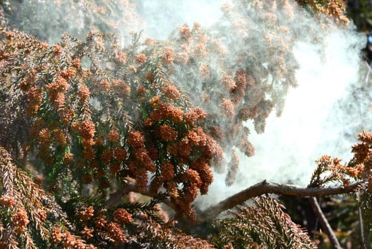 Japanese Cedar Tree