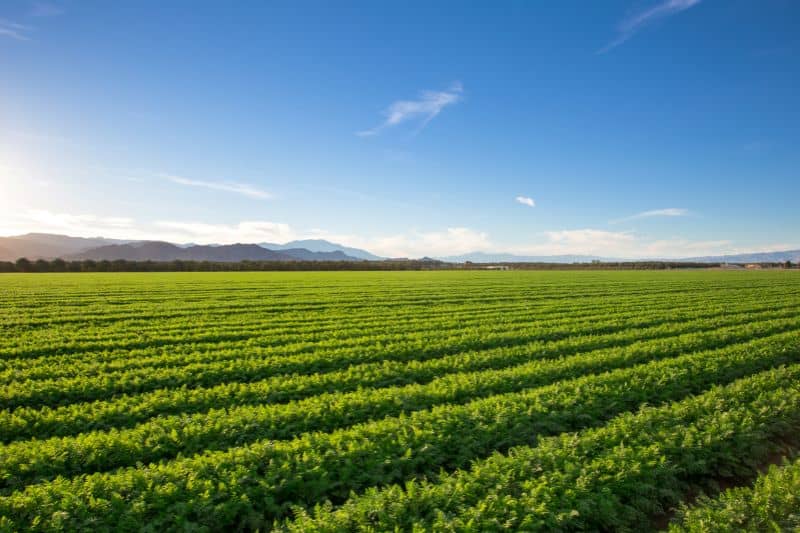 Large-scale farming