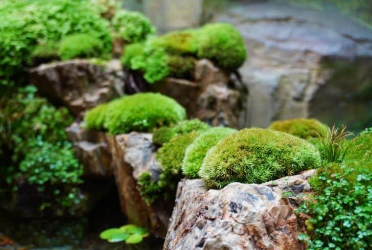 Moss Plant: Facts, Growth and Maintances