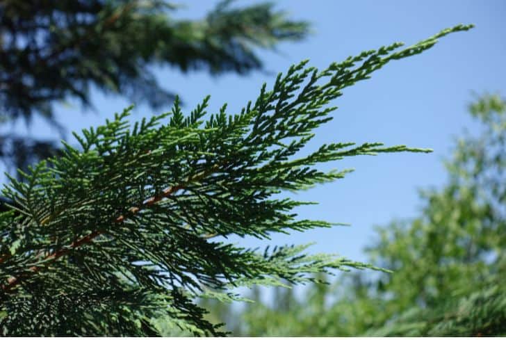 Port Orford Cedar Species