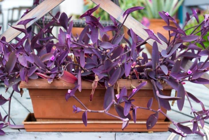 hanging purple heart plant