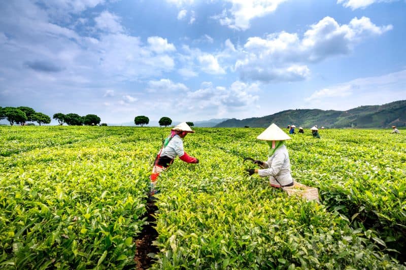 Tea plantation