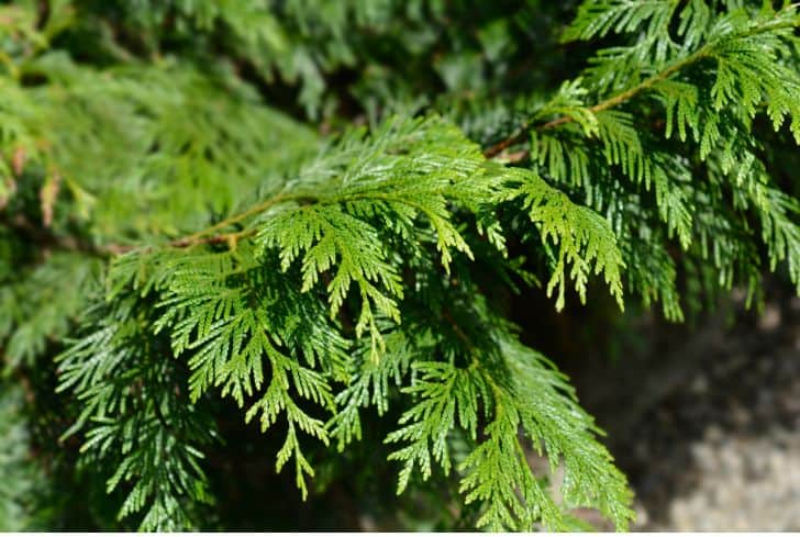 Western Red Cedar Tree