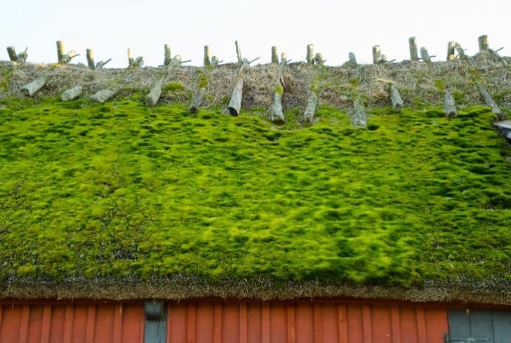 green-roof