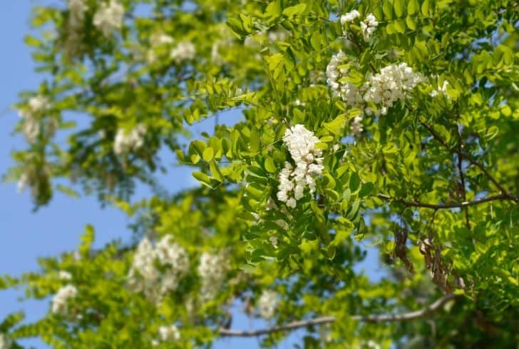 black locust tree flowers