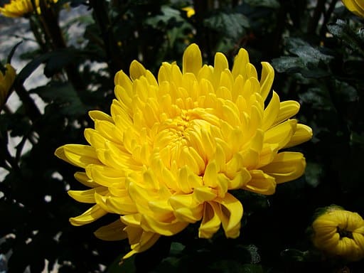 Chrysanthème_morifolium