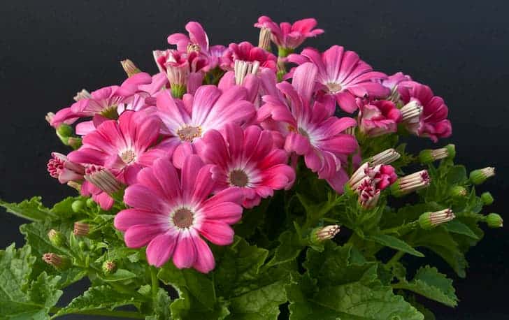 Cineraria-planta-flor