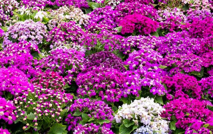 Cineraria plant