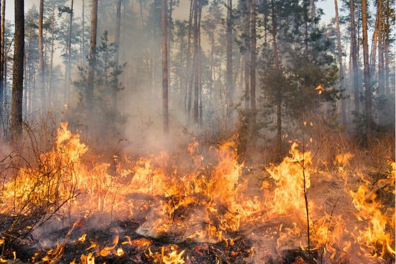 Lightning Can Result in Forest Fires