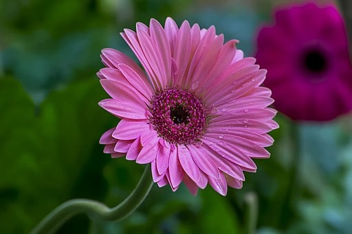 Gerbera Virdifolia