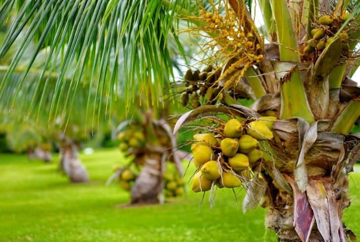 Malayan Yellow Dwarf Coconuts