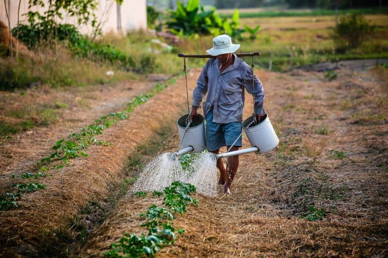 Manual Watering of Plants