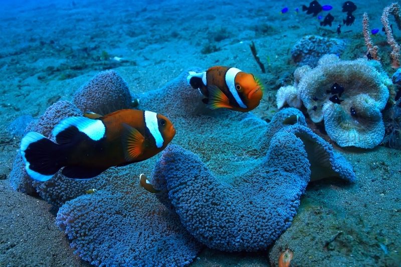 Is Marine Life Dying?