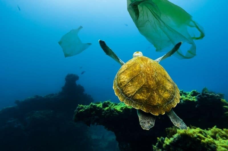 Plastic and marine life
