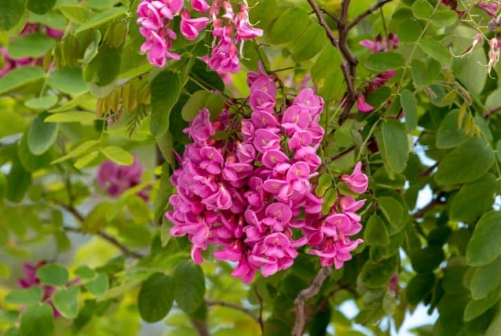 black locust tree flowers