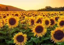 Are Sunflowers a Fall Flower?