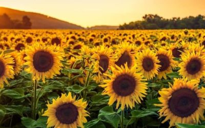 Are Sunflowers a Fall Flower?