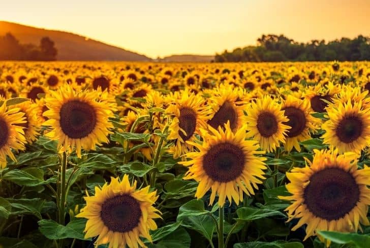 are sunflowers a summer or fall flower