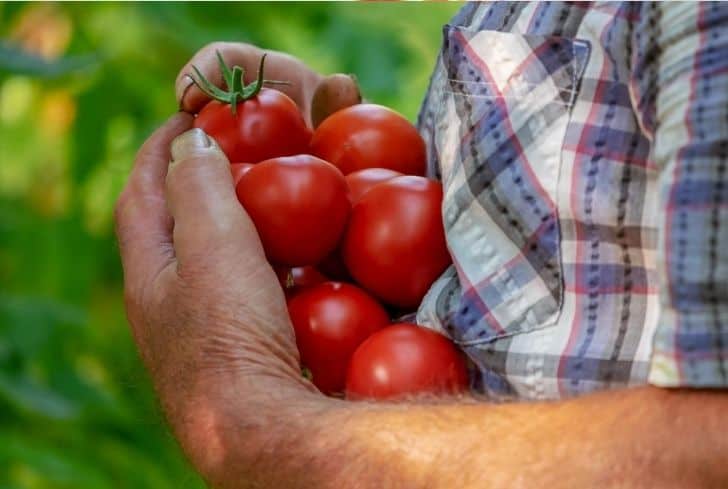 Tomates