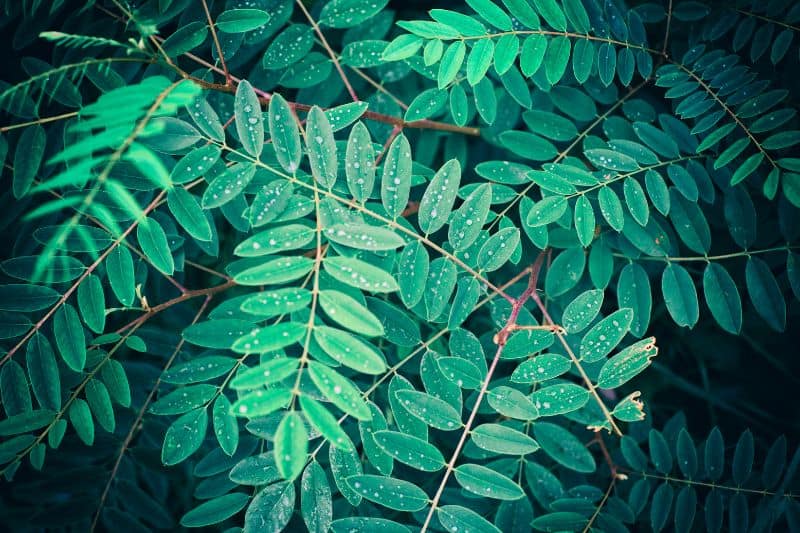 Water honey locust