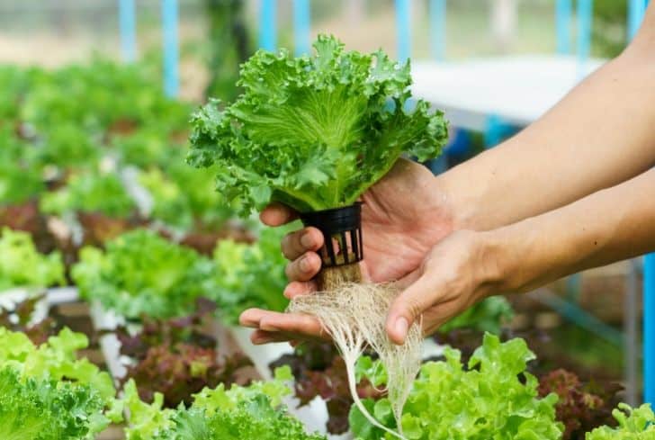 The benefits of hydroponics