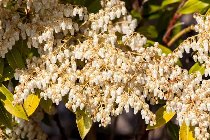 15 arbustos altos para dar sombra que puedes tener en tu jardín