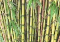 Is Bamboo Biodegradable? (And Bamboo Plastic?)