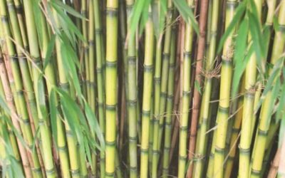 Is Bamboo Biodegradable? (And Bamboo Plastic?)