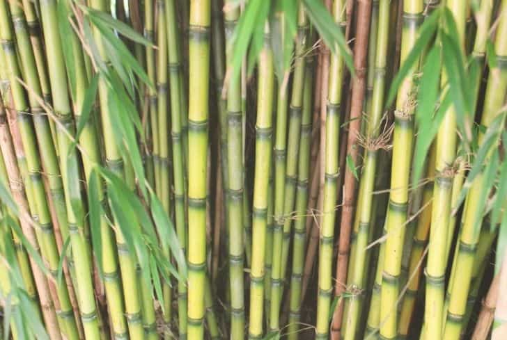 Bambú Chileno