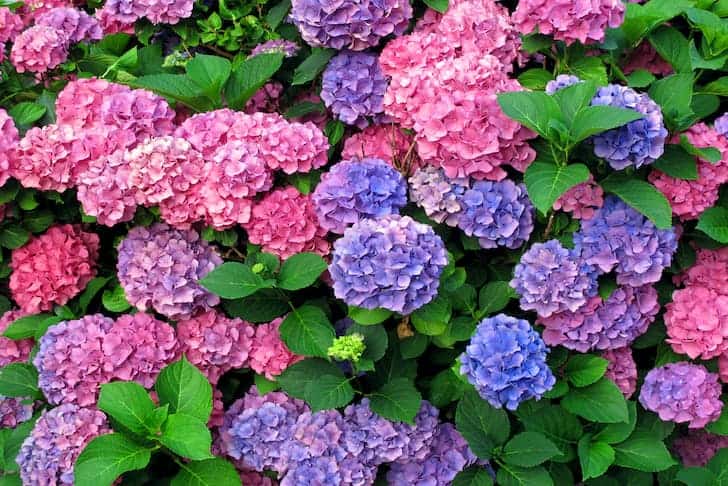 Dolores Hydrangea