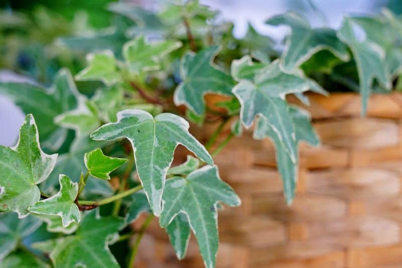 Variegated English Ivy Glacier, Hanging Plants