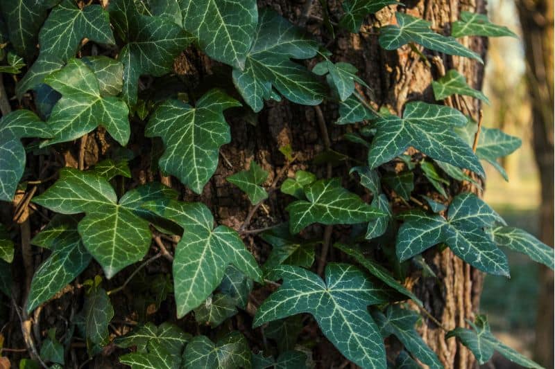 Gold Child English Ivy - Hardy Groundcover/House Plant - Sun or Shade - 4  Pot - Hirt's Gardens