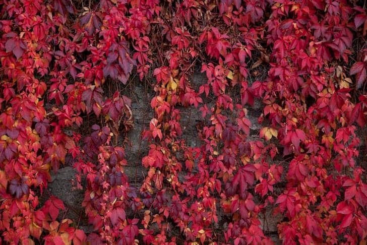 20 Different Types of Ivy Plants (With Pictures) - Conserve Energy Future