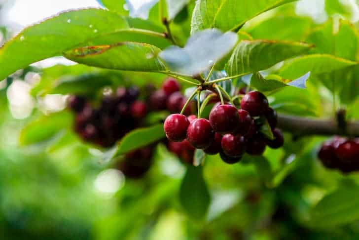Lapins Cherry