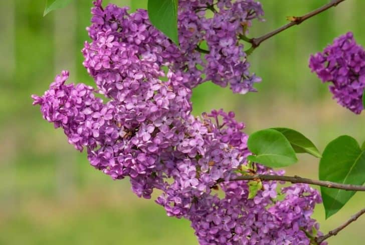 Lilacs plant
