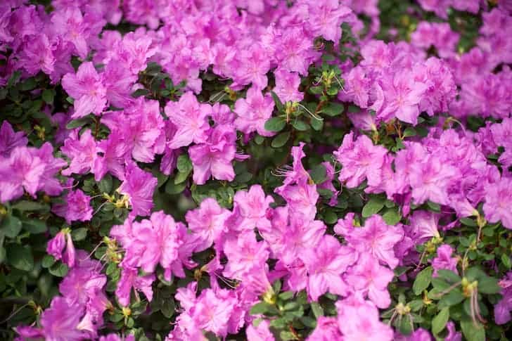 Rhododendron shrub