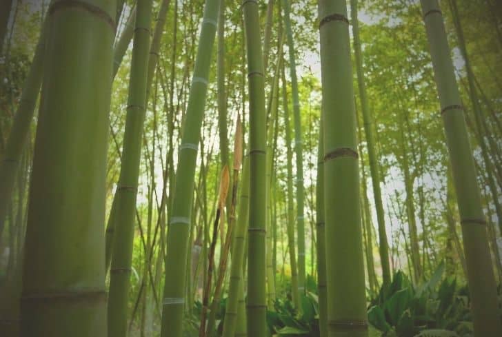 madera de bambú
