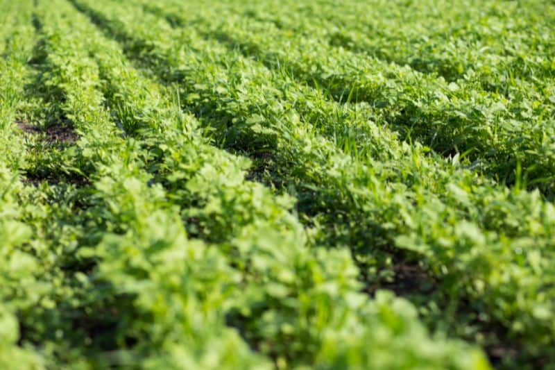 Green Manure