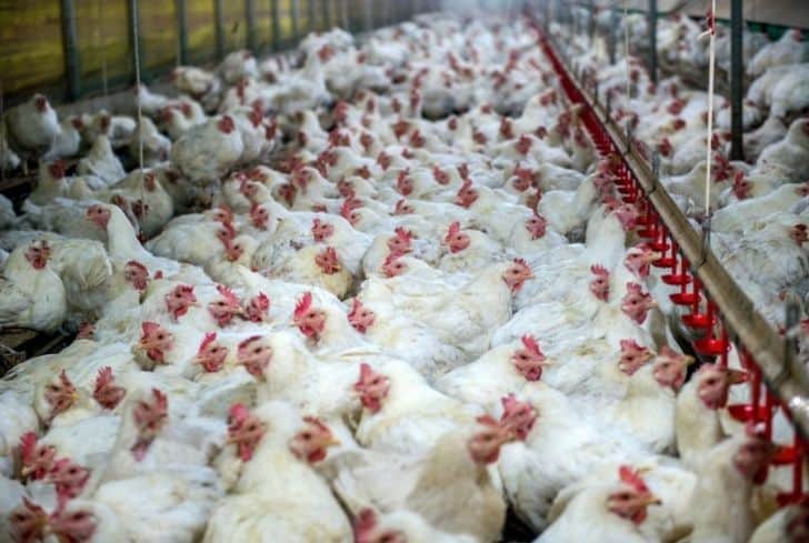 factory-farming-chickens