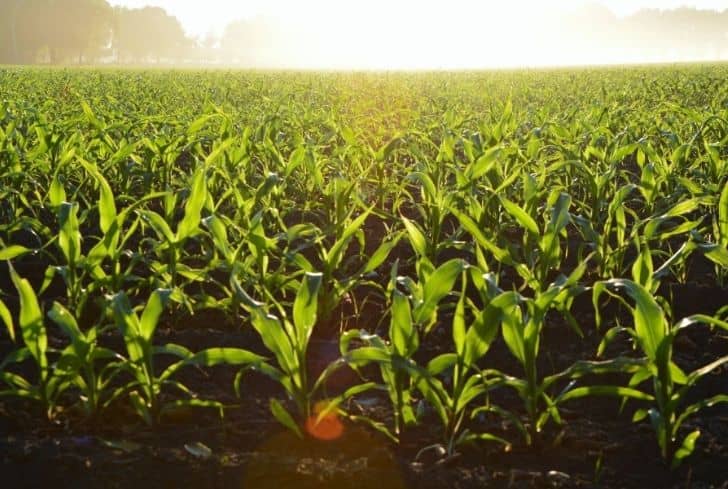 farm-field-farming