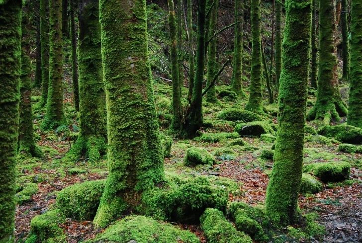 moss-on-the-tree