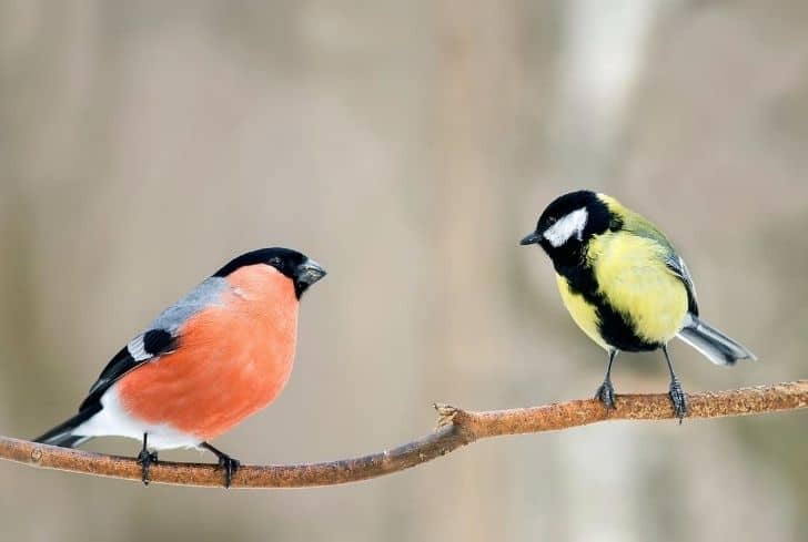 pair-of-birds-sitting-on-a-branch