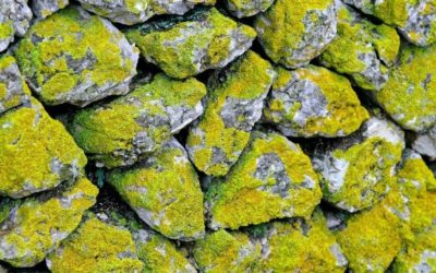 Does Roundup Kill Moss? (And on Bricks and Patio?)