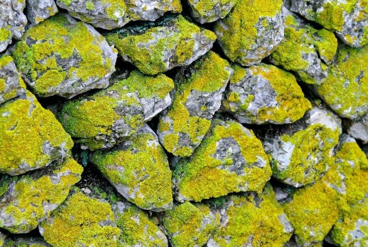 photo-moss-wall