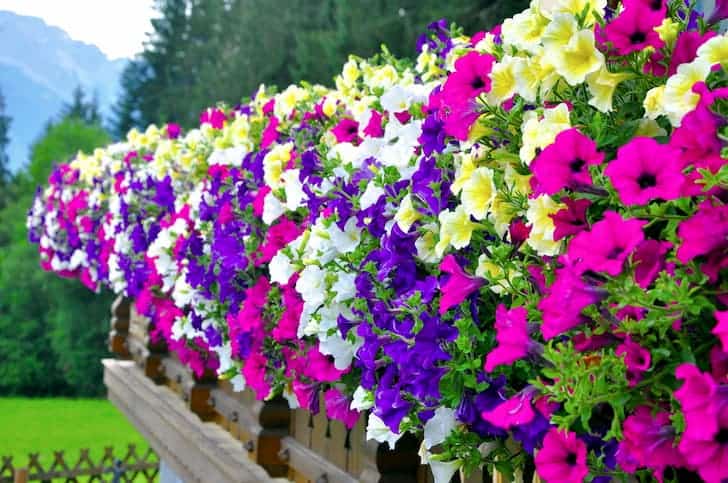 How Fast Do Petunias Grow? (Getting to Know About Petunias) - Conserve  Energy Future