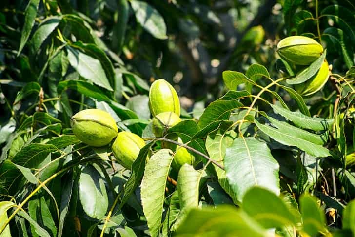 young-pecan-nuts