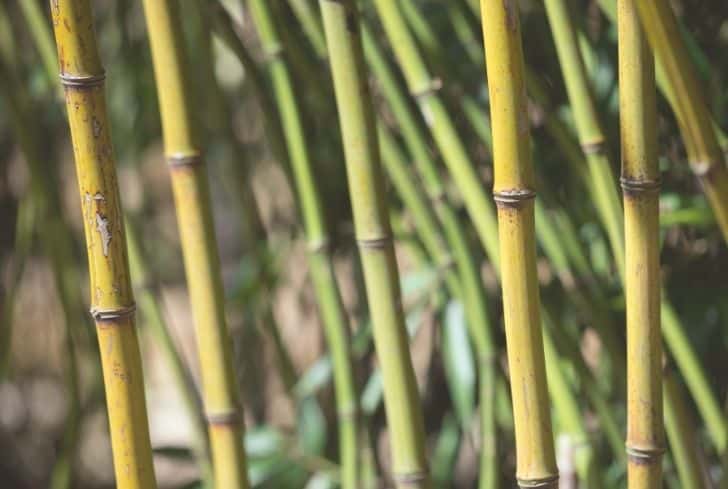 Bambou vert-glauque