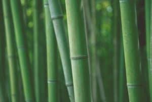 Japanese Cane Bamboo
