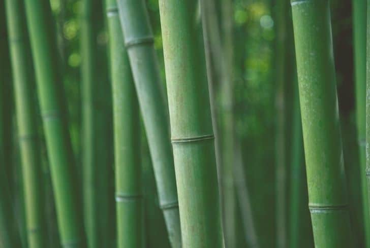 Japanese Cane Bamboo
